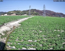 惠州某地种植马铃薯示范基地使用开宁太阳能4G慢直播摄像机直播记录马铃薯的种植与生长情况
