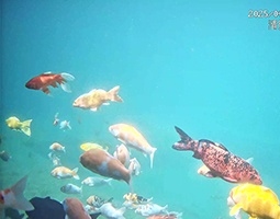 开宁水下慢直播：让济南明水古城锦鲤，在4K光影中“跃”入千万人视野