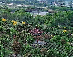 山东日照小满茶用开宁慢直播摄像机直播茶树生长