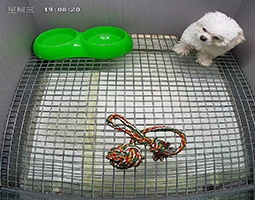 开宁慢直播为宠物店解锁信任与流量双密码