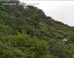 开宁4K红外高清慢直播球机助力小岛山野生保护