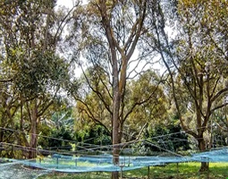 百果园使用开宁4K慢直播设备直播马来西亚猫山王榴莲种植基地