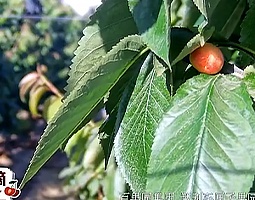 百果园4K慢直播解锁智利车厘子