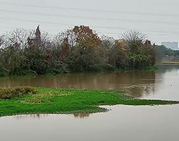 佛山使用开宁慢直播球机实时慢直播云东海湿地公园
