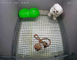 开宁慢直播摄像机赋能宠物店，以“可视化信任”解锁商业新增长